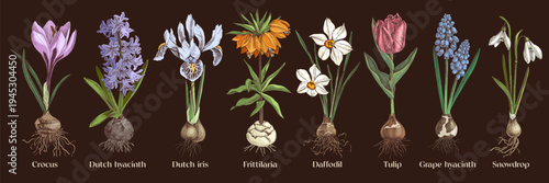 Bulb flowers hand drawn vector set