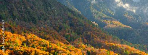 A panoramic view of a mountainside covered in autumn foliage, with vibrant orange and yellow trees in the foreground. Adamello Brenta Natural Park, Madonna di Campiglio,Trentino,Italy
