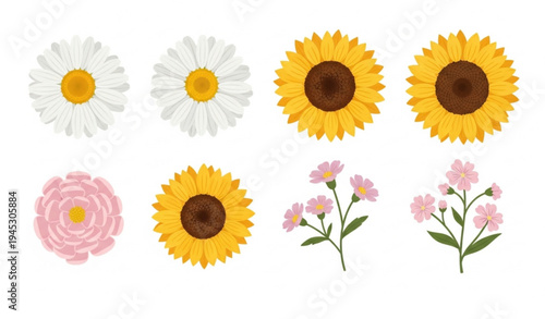 Blossom flower head vector set with daisy sunflower and wildflower botanical illustrations