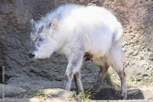 ニホンカモシカ