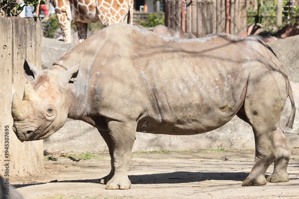 Naklejka premium ヒガシクロサイ