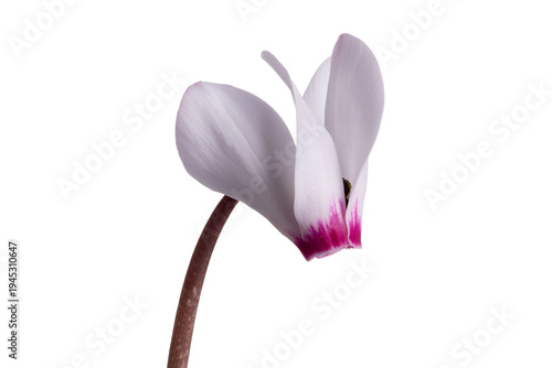 A delicate white and pink cyclamen flower with a curved stem and purple center.