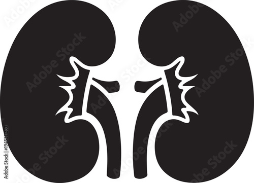 Vector illustration of human kidney anatomy isolated PNG with Transparent Background