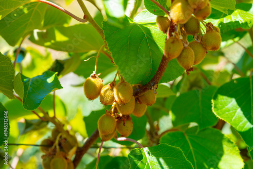 Unripe kiwifruit growing in clusters on vine branches with green leaves in sunlight