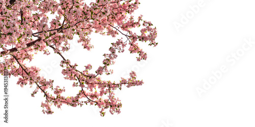 pink cherry blossom tree branches in 3d rendering isolated on transparent