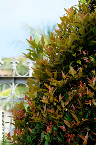 Wallpaper Mural Vibrant Syzygium myrtifolium or red lip plant in a lush home garden with colorful foliage and tropical vibes Torontodigital.ca
