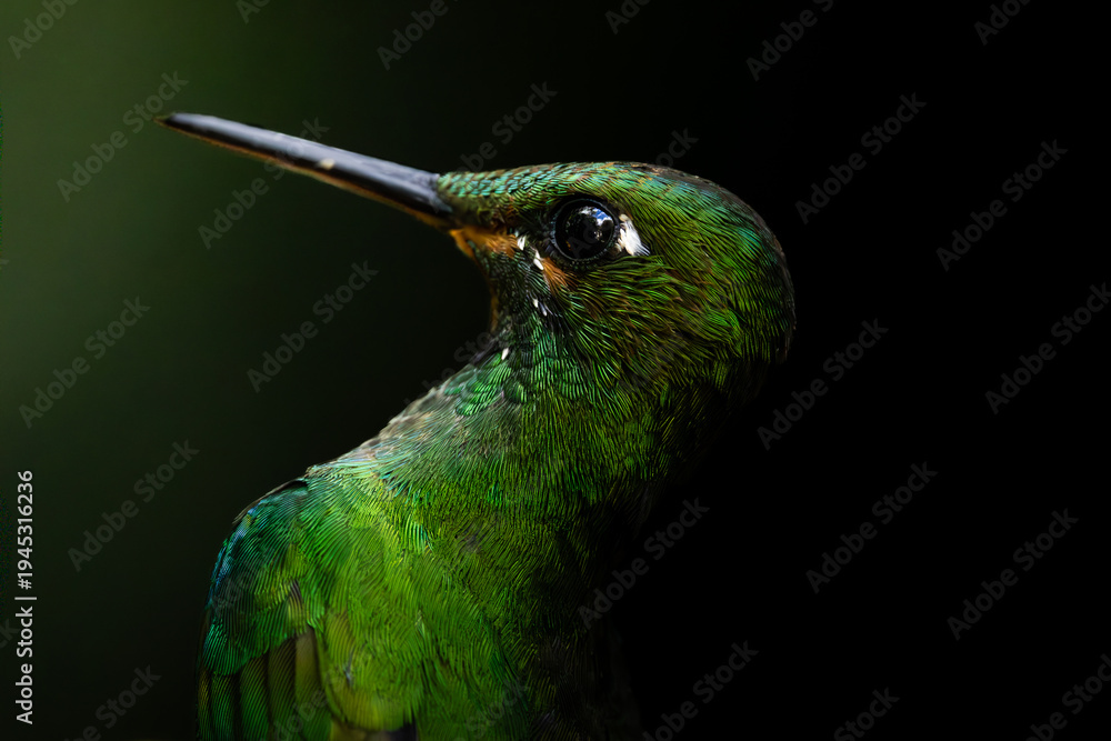Fototapeta premium green winged hummingbird