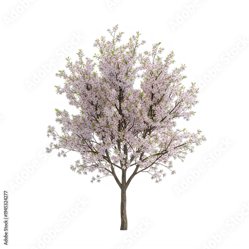 Blooming cherry blossom tree with delicate pink flowers on transparent background