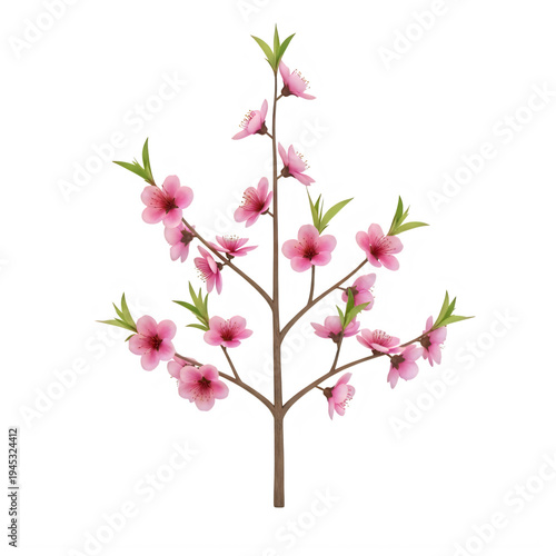 Delicate peach blossoms branch with pink flowers on transparent background