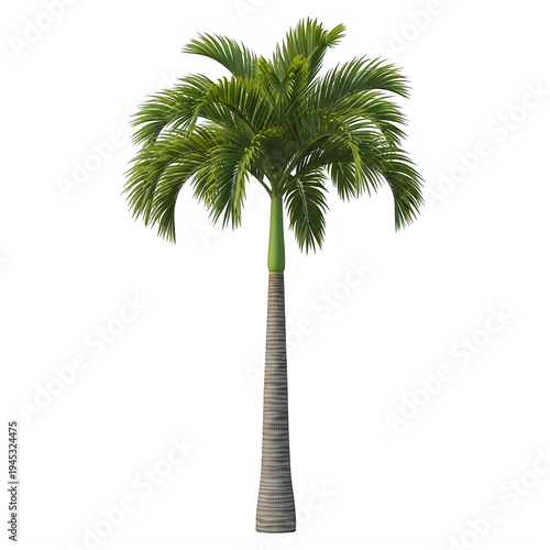 Realistic palm tree with lush green fronds isolated on transparent background