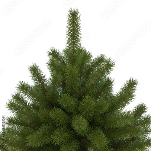 Realistic evergreen tree top view with detailed needles on transparent background