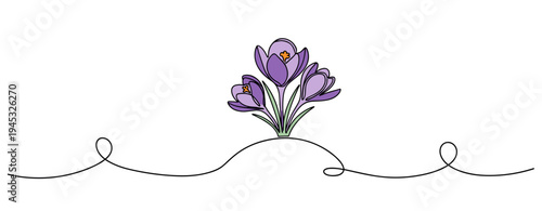 Purple crocus flowers blooming from ground on continuous line