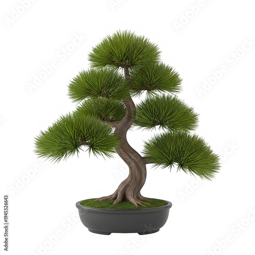 Realistic bonsai tree in a dark pot on transparent background
