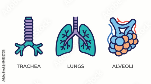 Human Respiratory System Anatomy Vector Icons Set: Detailed Illustrations of Trachea, Lungs, and Alveoli. Medical, Educational, and Health Science Graphic.