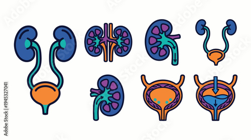 Human Urinary System Anatomy Vector Icons. Kidneys, Ureters, Bladder, and Renal Health Illustrations. Urology Medical Education Graphic Set.