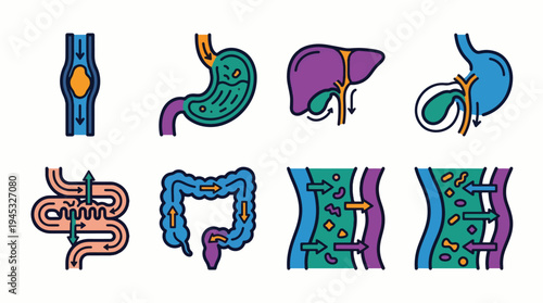 Human Digestive System Icons Set. Medical Biology Illustrations of Stomach, Liver, Intestines, Absorption, Circulation, and Gut Microbiome. Concepts for Health, Science, and Medical Education.