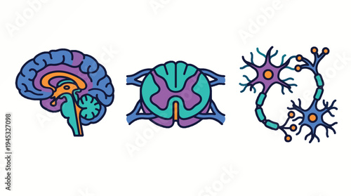 Human Nervous System Anatomy Icons Set: Brain, Spinal Cord, and Neuron Structures. Detailed Medical Illustrations for Biology, Neurology, and Neuroscience Concepts.