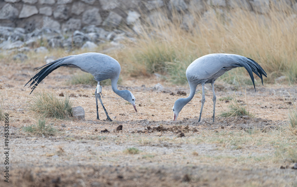 Fototapeta premium Two Blue Cranes searching for food in Etosha National Park, Namibia, Africa