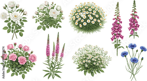 Botanical vector set of garden flowers including roses daisies foxglove cornflower wildflowers isolated floral elements for spring design illustration collection