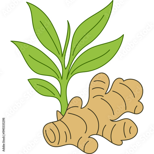 Ginger Root and Leaves Illustration