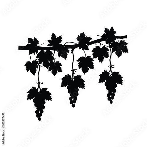 vines hanging from tree silhouette vector illustration, Silhouette of grapes on a vine with leaves, elegant vector illustration