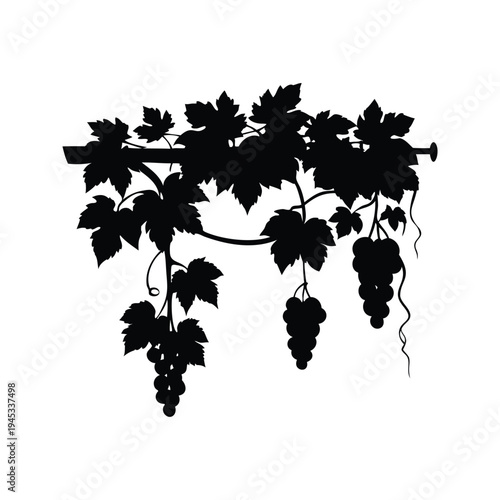 vines hanging from tree silhouette vector illustration, Silhouette of grapevine with grapes on trellis silhouette vector illustration
