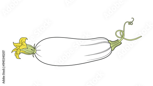 Detailed drawing of a fresh zucchini squash with a yellow blossom and curling vine tendrils in a botanical style.