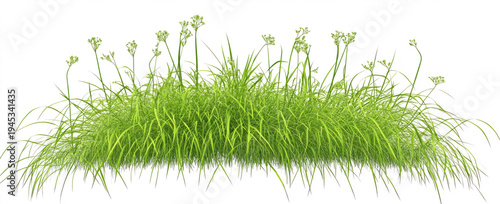 grass on a transparent  background,