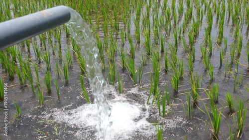 Irrigation of rice fields using pump wells with the technique of pumping water from the ground to flow into the rice fields. The pumping station where water is pumped from a irrigation canal system.