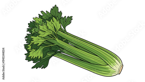 Fresh bunch of green celery stalks with lush leaves is presented in a detailed vector drawing for healthy cooking designs.