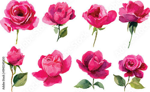 pink roses on white background