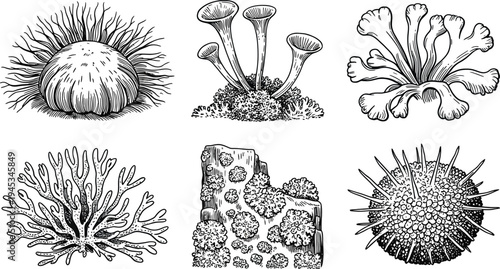 Collection of botanical illustrations of lichen and sea anemone on transparent background