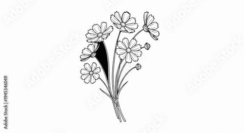 A stylized ink drawing of a bouquet of cosmos flowers with buds