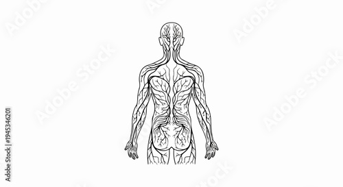 Anatomical illustration of the human vascular system, posterior view
