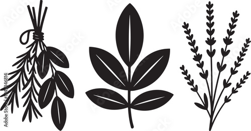 Set of three decorative botanical herb sprigs rosemary basil lavender isolated on transparent