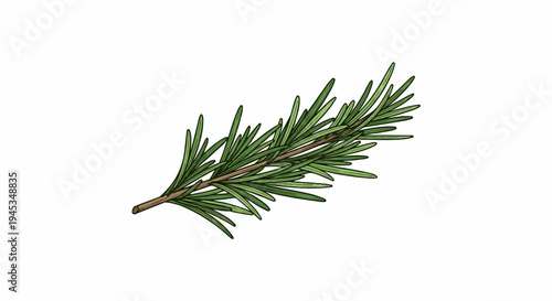 A single sprig of rosemary with fine green needles on a light brown stem