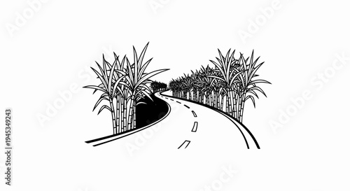 Curved road winds through rows of tall sugar cane stalks