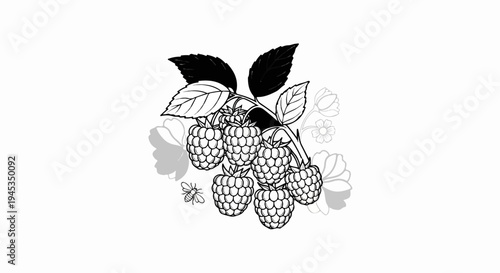 Black and white drawing of raspberries on a vine with a bee