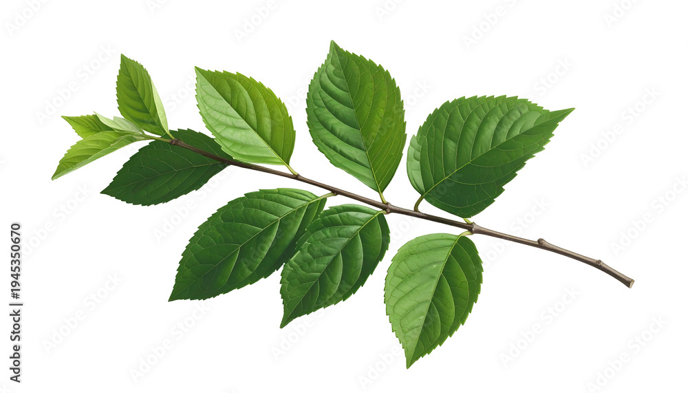 Fototapeta premium Branch with vibrant green leaves, varying sizes, isolated against a black backdrop