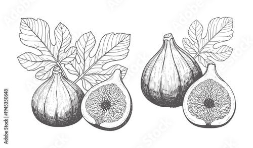 Hand drawn of ripe figs with leaves white fruit food vintage botanical