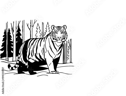 Striking tiger stands alert in a snowy forest clearing