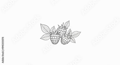 Delicate sketch of three ripe raspberries with leaves