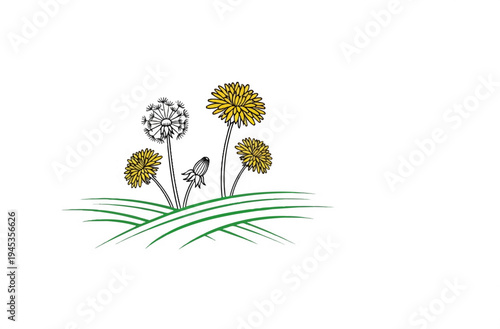 Stylized illustration of dandelions in various stages of bloom with green grass