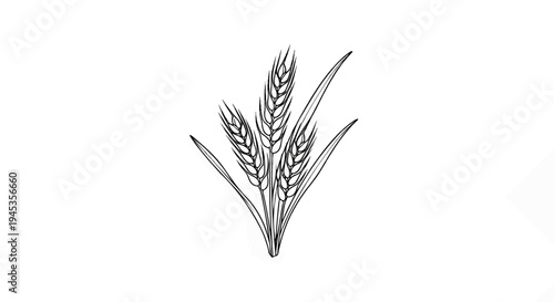 Stylized ink drawing of three wheat stalks with leaves on white background
