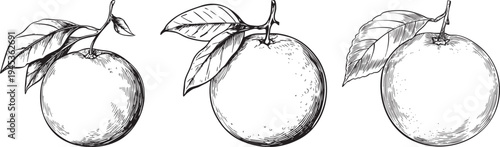 minimalist black and white outline drawing of a fresh orange with leaf, perfect for citrus and juice designs