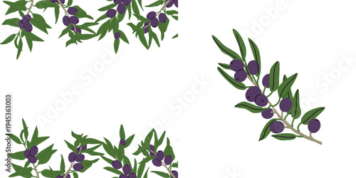 Black olive branch with frame. Cartoon flat illustration isolated. Olive plant