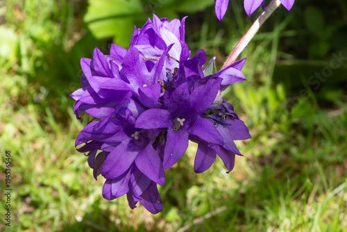 Purple clustered bellflower in a garden