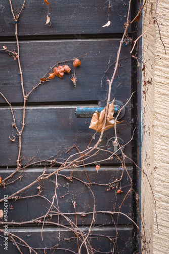 Canvas-taulu Brown leaves and vines entwine an old door, creating a natural tapestry in quiet