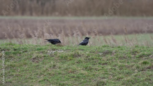 Neeracherried marsh wildlife reserve on a windy winter day with two crows on a hill at lakeshore. Movie shot March 11th, 2026, Neeracherried, Switzerland.