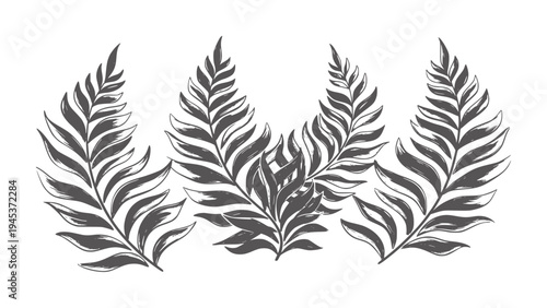 Four dark grey fern fronds arranged in a symmetrical pattern leaf plant botanical